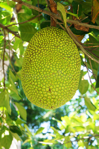 克劳斯:圣诞节的秘密